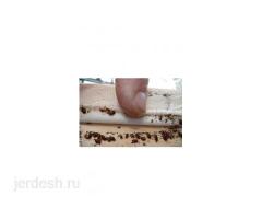 Урматту Мекендештер ( КЛОП ТАРАКАН ) Дарылайбыз 100% Гарантия (6АЙ): фото 4