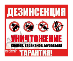 ДЕЗИНСЕКЦИЯ!КЛОП!ТАРАКАН!КЕПИЛДИК-100%!САПАТТУУ ОБРАБОТКА!СТАЖ-5ЖЫЛ!ТЕЛЕГРАММГА ЖАЗГЫЛА: фото 5