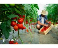Разнорабочие/ Сборщики Урожая Овощей в Теплицы: фото 2