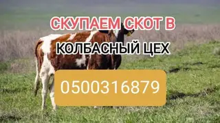 Куплю коров, быков, лошадей