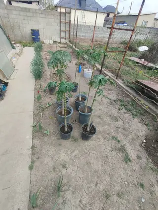 Папайя (Carica papaya) в горшках — саженцы для теплицы или зимнего