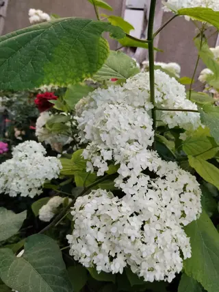 Саженцы