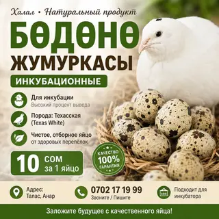 Инкубационные перепелиные яйца, халяль, натуральный продукт. -