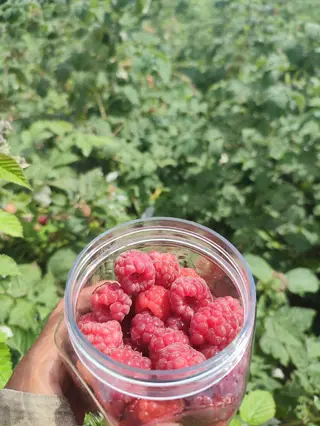 Малина Оптом, Платная доставка