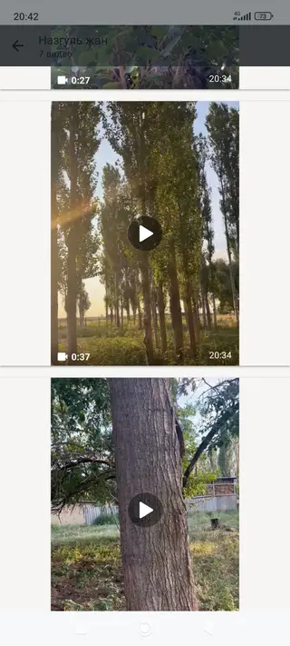 Саженцы