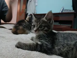 Бесплатно Котенок – домашний малыш, полосатый тигровый