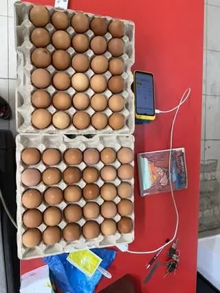 Куриные яйца, коричневые, столовые - Упаковка: лотки по 30 штук