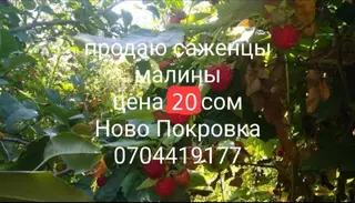 Саженцы малины. - Ремонтантная садовая малина с крупными