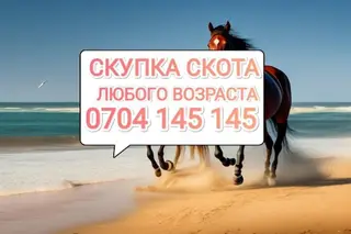 Покупка скота: коровы, быки, лошади