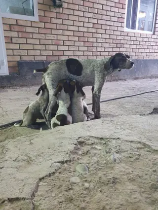Щенки охотничьего от короткошёрстной суки. На фото — помёт с ровной